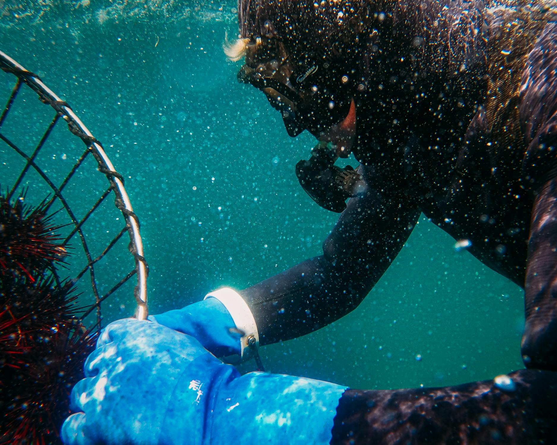 A close up of Underwater Basket Weaving